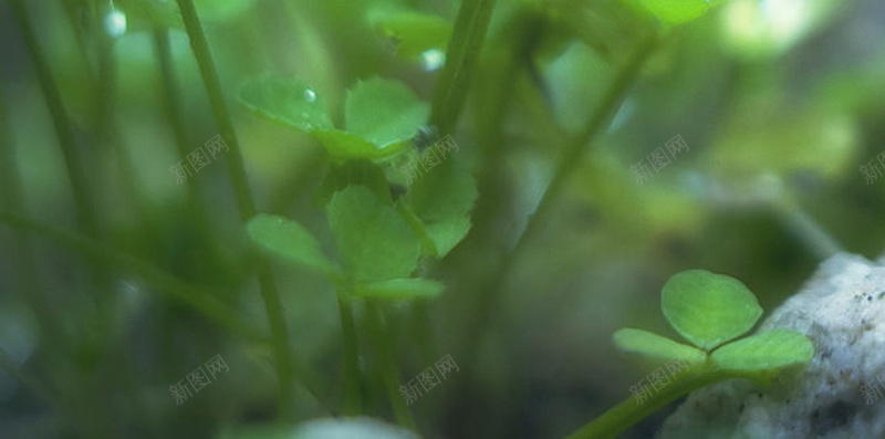 绿色春意生命盎然背景jpg设计背景_新图网 https://ixintu.com 绿色 春意 生命 盎然 背景 摄影 风景