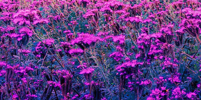 紫色梦幻花海手机端H5背景jpg设计背景_新图网 https://ixintu.com H5背景 光晕 大雁 小清新 手机端 朦胧 梦幻 梦幻紫色 梦幻背景 紫色背景 花海 花田