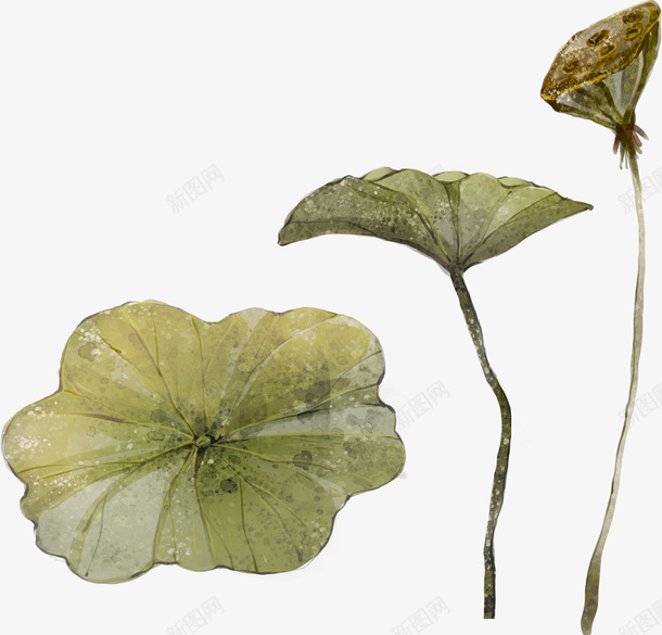 手绘荷叶莲藕png免抠素材_新图网 https://ixintu.com 夏季 手绘 荷叶 莲藕