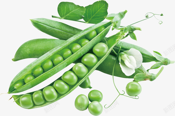 绿色炒菜豌豆png免抠素材_新图网 https://ixintu.com 绿色 蔬菜 豆荚 豌豆 食材 食物