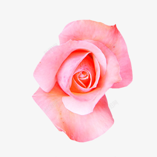 开花法兰西玫瑰psd免抠素材_新图网 https://ixintu.com 开花 植物 法兰西玫瑰 玫瑰花 花卉 鲜花