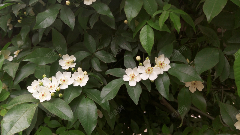 绿叶白色花朵jpg设计背景_新图网 https://ixintu.com 文艺 白花 绿叶 背景