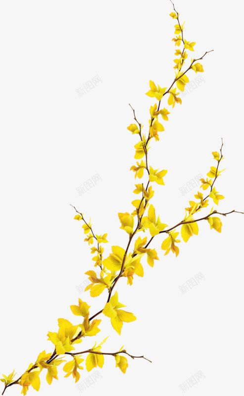 花枝黄花花叶银杏叶png免抠素材_新图网 https://ixintu.com 水彩 花叶 花枝 银杏叶 黄花