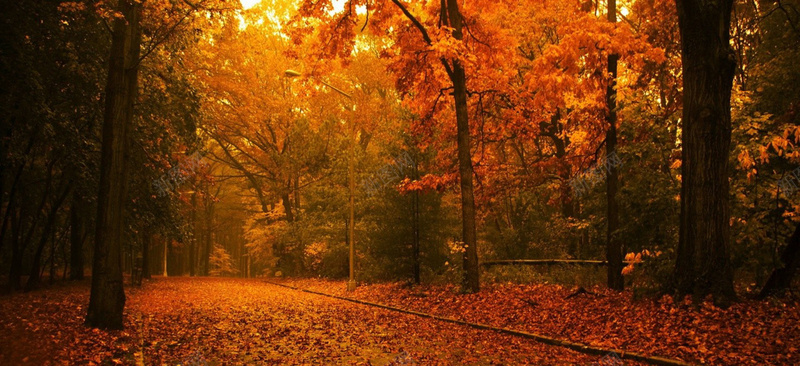 风景红色树路背景jpg设计背景_新图网 https://ixintu.com 风景 红色 树 路 海报banner 摄影