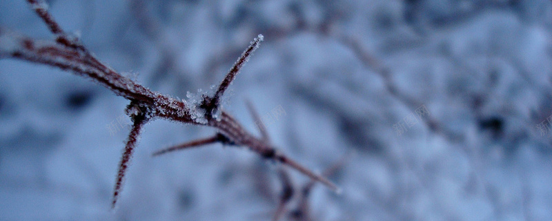 雪中树枝背景jpg设计背景_新图网 https://ixintu.com 雪 树枝 朦胧 海报banner 摄影 尖刺 风景