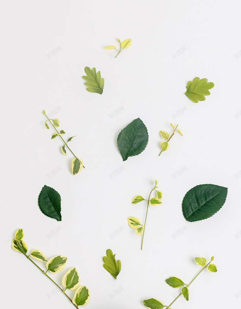 树叶小清新H5背景jpg设计背景_新图网 https://ixintu.com 小清新 开心 文艺 杯子 树叶 白色背景 简约