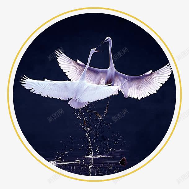 天鹅片png免抠素材_新图网 https://ixintu.com 天鹅免扣图片 天鹅免扣素材 天鹅图片 天鹅素材