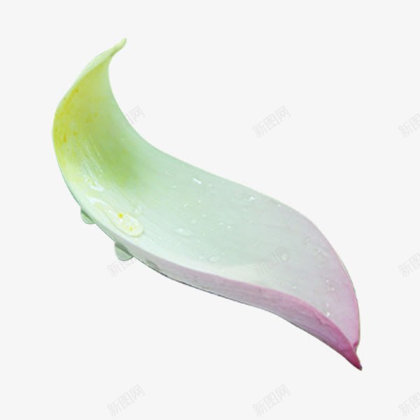 绿紫渐变花叶png免抠素材_新图网 https://ixintu.com 渐变 绿紫 花叶 装饰