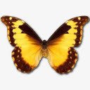 闪蝶png免抠素材_新图网 https://ixintu.com morphodiana
