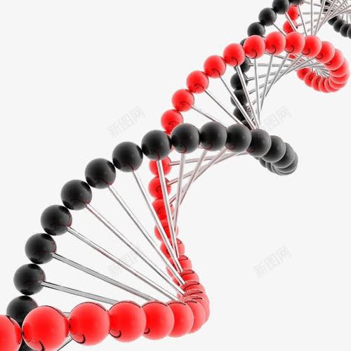 红黑基因链png免抠素材_新图网 https://ixintu.com 褰壊 鍩哄洜 鍩哄洜閾 鐢熺墿 閾炬潯
