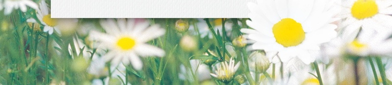 唯美清新菊花花卉海报psd设计背景_新图网 https://ixintu.com PSD源文件 PSD素材 分层文件 唯美 清新 简约 背景模板 背景海报 背景素材 花卉 花朵 菊花 高清背景