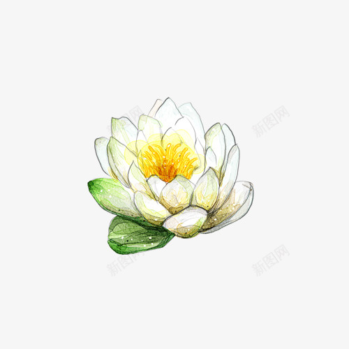 白色的手绘荷花png免抠素材_新图网 https://ixintu.com 手绘 白色 白色荷花 荷花