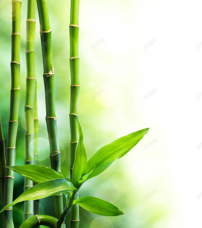 漂亮的竹节和竹叶背景素材jpg设计背景_新图网 https://ixintu.com 传统 文艺 清新 竹叶 竹节 自然 PPT 简约 中国风