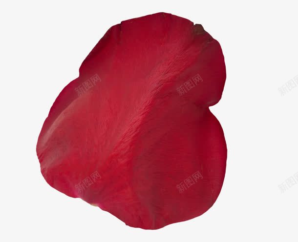 实体花瓣红色萎蔫png免抠素材_新图网 https://ixintu.com 实体 红色 花瓣 萎蔫