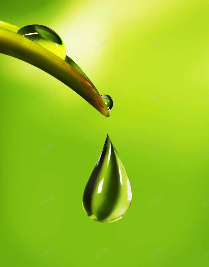 树叶滴水节约用水清新海报背景jpg设计背景_新图网 https://ixintu.com 树叶 树木树叶 水滴 水珠 滴水 滴水模板下载 滴水设计素材 生物世界 用水 省水 绿色 节约