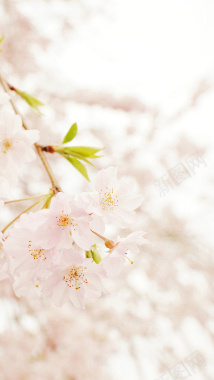 粉色浪漫樱花H5背景素材背景