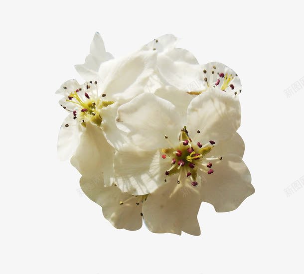 花球梨花花瓣png免抠素材_新图网 https://ixintu.com 梨花 梨花花球 梨花花瓣 植物 花球 花瓣