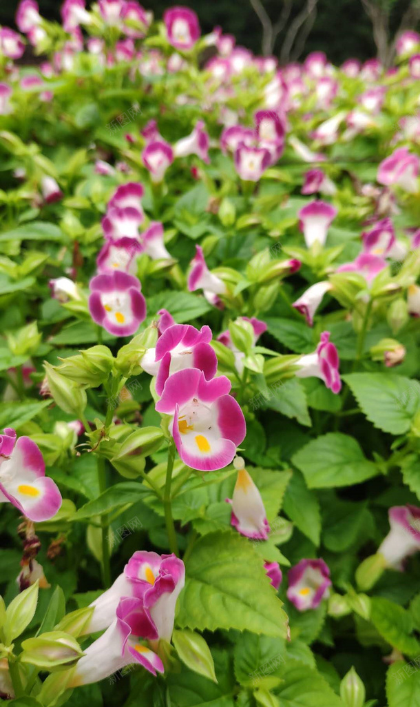 路边的那片花海png免抠素材_新图网 https://ixintu.com 花 风景 壁纸 植物
