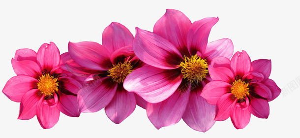 花花朵红花菊花小红花png免抠素材_新图网 https://ixintu.com 小红花 红花 花 花朵 菊花