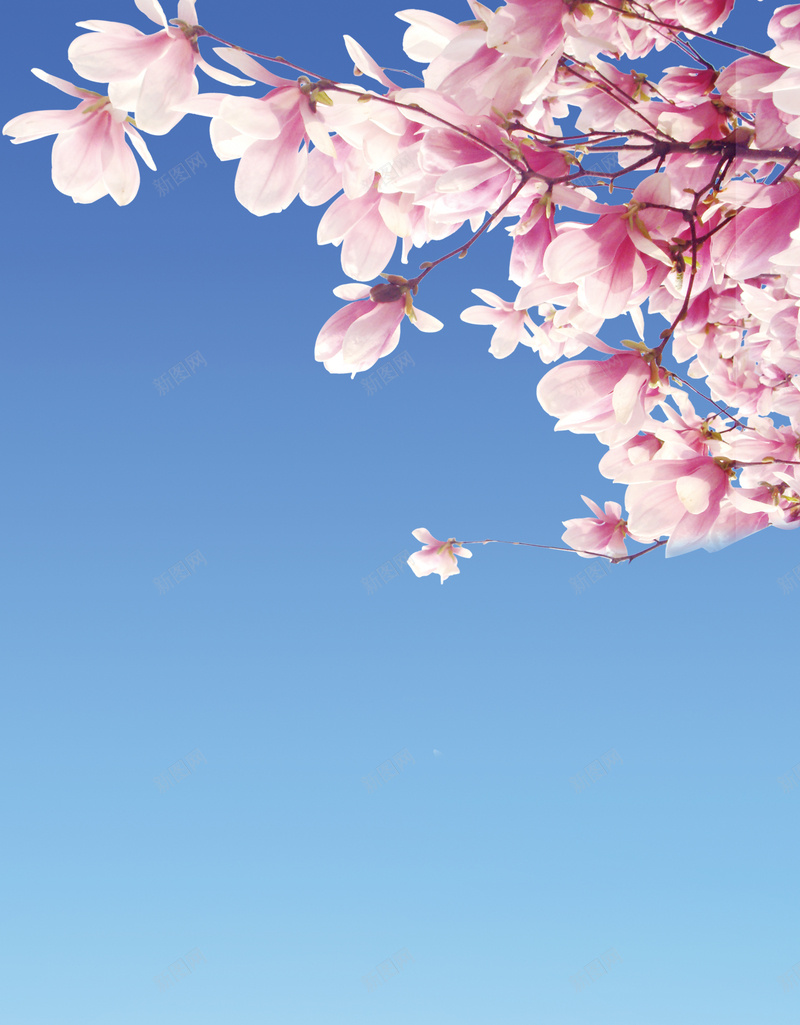 汽车易拉宝背景psd设计背景_新图网 https://ixintu.com psd分层素材 大爱无疆 展架 心形礼盒 易拉宝 桃花 礼盒 蜡烛 起亚 起亚标