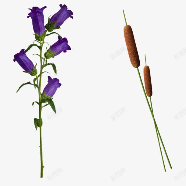 蓝花水彩蓝花png免抠素材_新图网 https://ixintu.com 水彩 蓝花