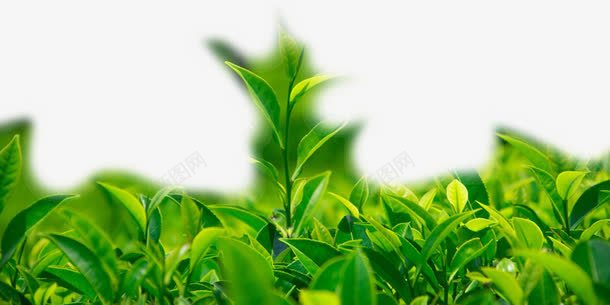 绿茶png免抠素材_新图网 https://ixintu.com 叶子 嫩芽 幼苗 新芽 植物幼芽绿叶 绿叶 绿芽 绿茶