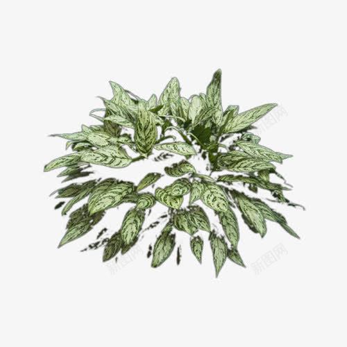 凤尾草花饰png免抠素材_新图网 https://ixintu.com 植物 绿植 花饰 装饰