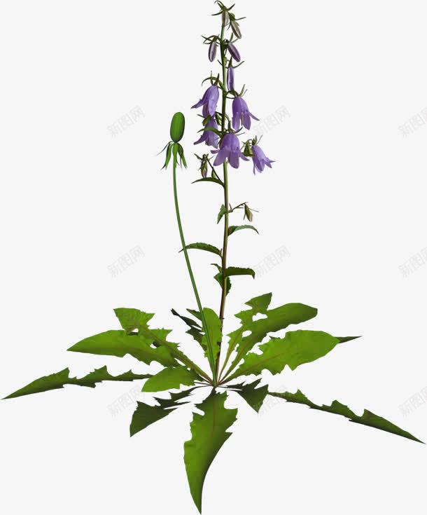 华北耧斗菜五铃花紫色花朵png免抠素材_新图网 https://ixintu.com 华北 紫色 耧斗菜 花朵