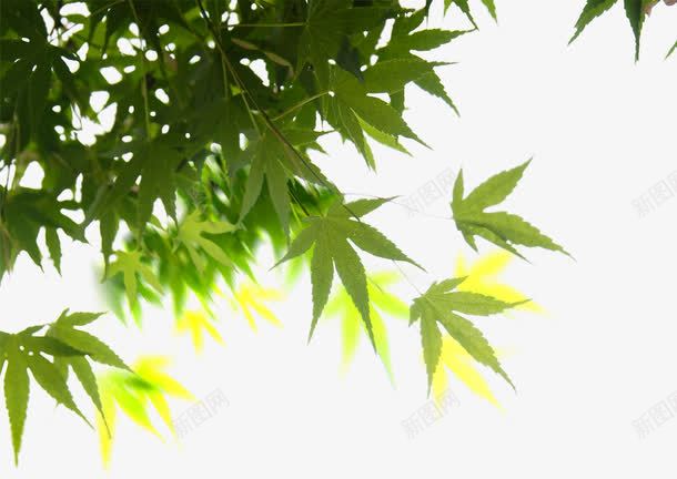 摄影手绘绿色植物创意合成png免抠素材_新图网 https://ixintu.com 创意 合成 摄影 绿色植物