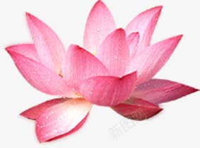 手绘夏日荷花海报效果png免抠素材_新图网 https://ixintu.com 夏日 效果 海报 荷花