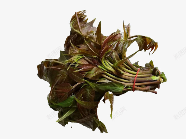 春芽树春芽菜春天的菜蔬菜png免抠素材_新图网 https://ixintu.com 春天的菜 春芽树 春芽菜 蔬菜
