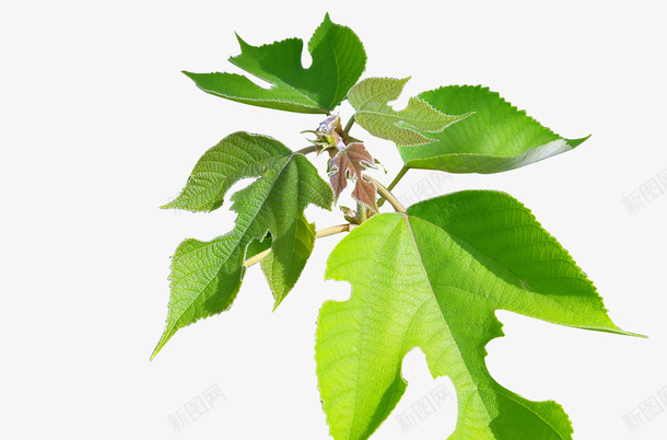 植物枸树楮枝png免抠素材_新图网 https://ixintu.com 五枝汤之一 枸树 植物 楮枝