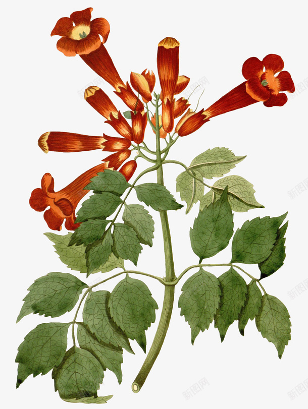 手绘植物花卉插画png免抠素材_新图网 https://ixintu.com 复古 手绘 插画 植物 花卉