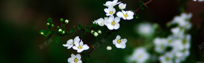 摄影生物世界小花背景jpg_新图网 https://ixintu.com 摄影 生物世界 小花 植物 春天 生机盎然 海报banner 风景