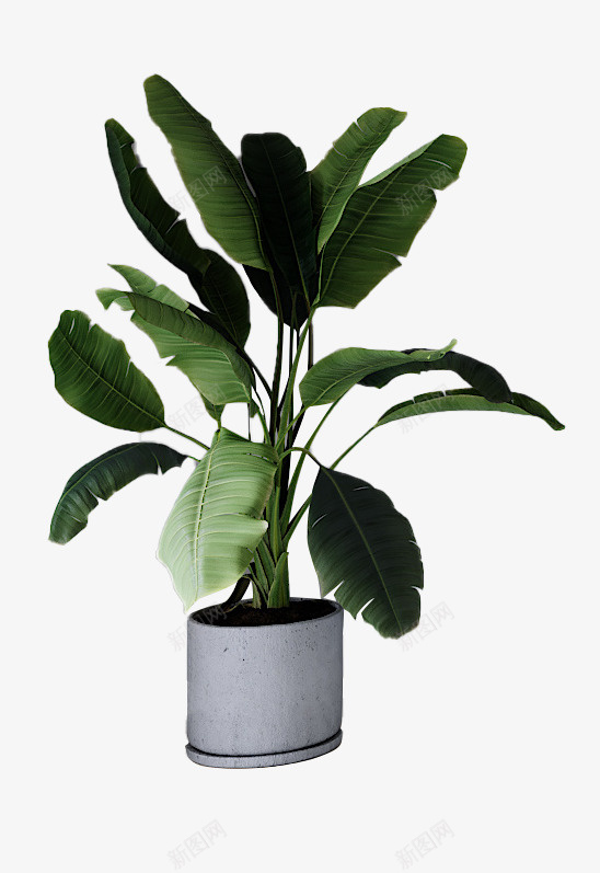 天堂鸟植物盆栽叶子png免抠素材_新图网 https://ixintu.com 叶子 天堂鸟 植物 盆栽