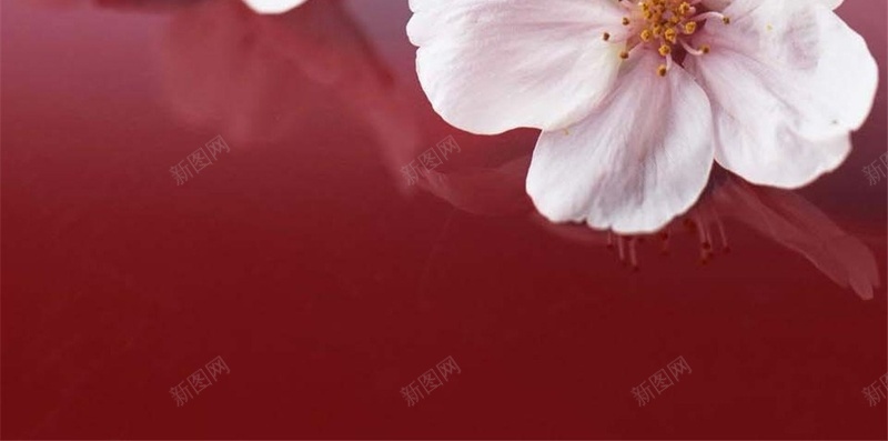 小清新粉色H5背景jpg设计背景_新图网 https://ixintu.com 花 唯美 浪漫 粉色 摄影 H5 h5 风景