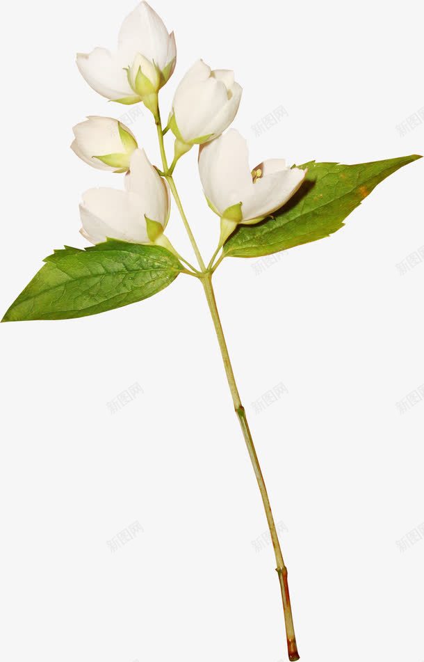 白色花装饰布景花艺png免抠素材_新图网 https://ixintu.com 布景 白色 花 花艺 装饰