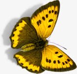 黄色卡通可爱蝴蝶春天png免抠素材_新图网 https://ixintu.com 卡通 可爱 春天 蝴蝶 黄色