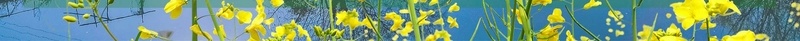 小清新春天你好油菜花风景插画psd设计背景_新图网 https://ixintu.com 小清晰插画 油菜花旅游 春天插画 春天风景 绿色 踏青 春天海报 春季出游 春季卡通 春季少女 春季促销 春天元素 春季背景 春季海报 出游踏青 油菜花风景插画 清新 油菜 海报