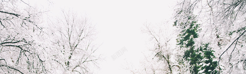 白色雪树木背景jpg设计背景_新图网 https://ixintu.com 白色 雪 树木 广告 博客 淘宝 网站 banner 海报banner 摄影 风景