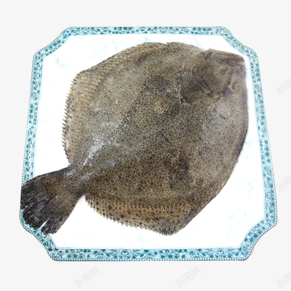 多宝鱼png免抠素材_新图网 https://ixintu.com 动物 吃的 多宝鱼 比目鱼 素材