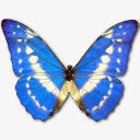 大闪蝶Cypres图标png免抠素材_新图网 https://ixintu.com animal butterfly cypres morpho 动物 大闪蝶 蝴蝶