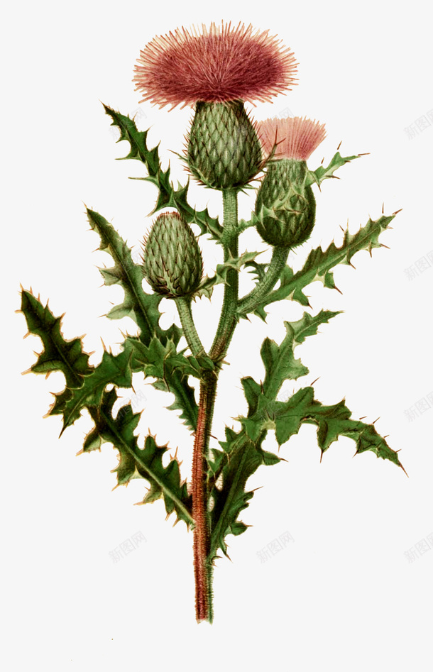 复古手绘植物元素插画png免抠素材_新图网 https://ixintu.com 复古 手绘 插画 植物 花卉