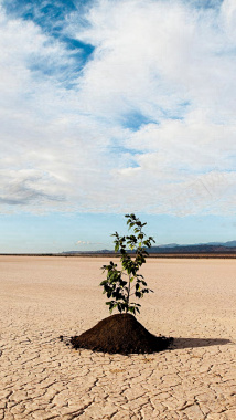 沙漠里的一棵树H5背景背景