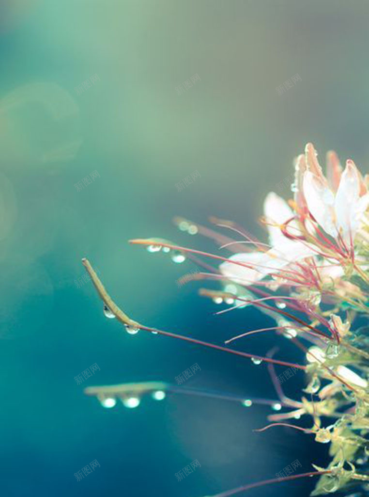 浪漫花开背景jpg设计背景_新图网 https://ixintu.com 梦幻 浪漫 浪漫花开banner背景 浪漫花开背景素材 花朵