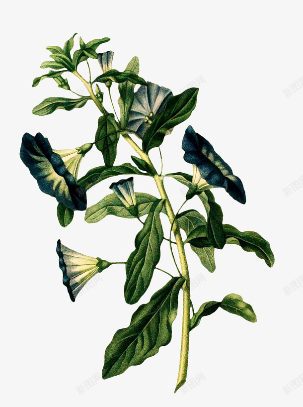 复古手绘元素花卉插画png免抠素材_新图网 https://ixintu.com 复古 手绘 插画 植物 花卉