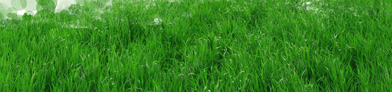 绿树环保绿草地白色t恤印刷背景psd设计背景_新图网 https://ixintu.com 半袖 印刷背景 小清新 文艺 环保 白色t恤 简约 绿树 绿草地