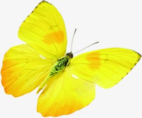 春天清新黄色光效蝴蝶装饰png免抠素材_新图网 https://ixintu.com 春天 清新 色光 蝴蝶 装饰