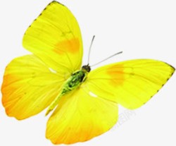 春天清新黄色光效蝴蝶装饰素材