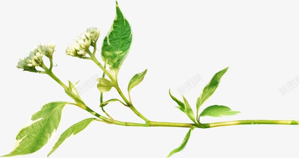 漂亮小白花png免抠素材_新图网 https://ixintu.com 小白花 植物 漂亮 绿叶